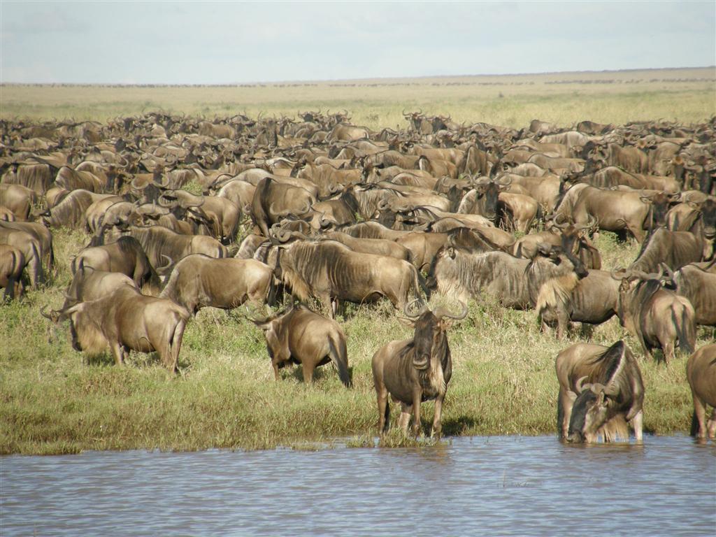 Stada gnu Serengeti